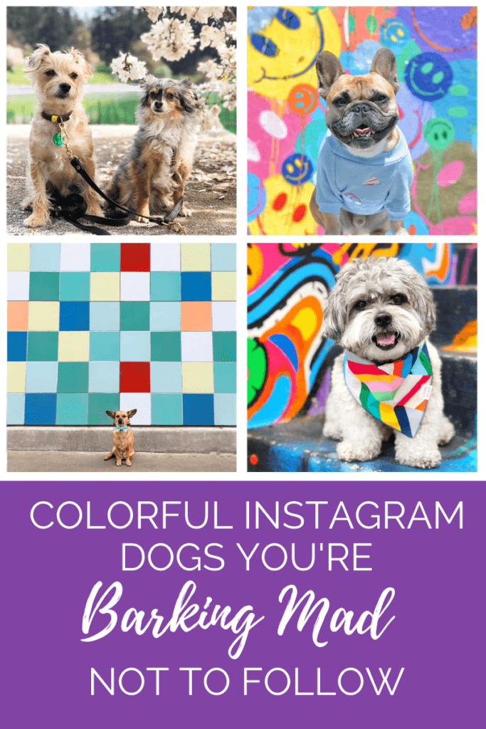 9 Colorful Instagram Dog Accounts You're Barking Mad Not to Follow