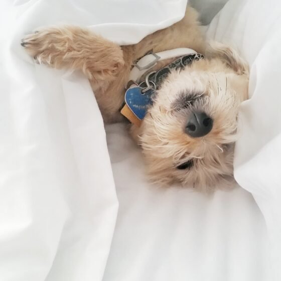 dog sleeping under the sheets