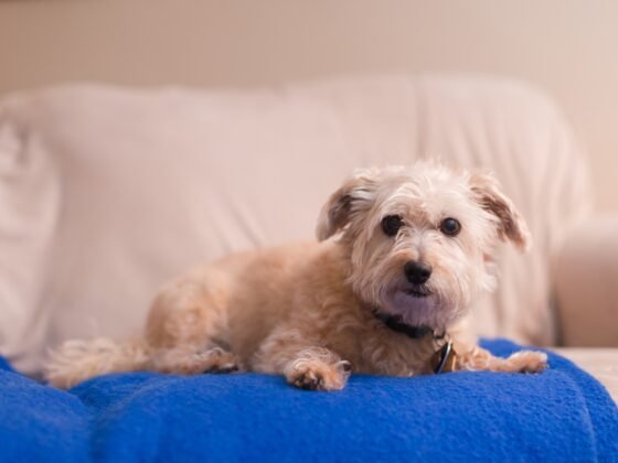photo of cute small dog posing on blue blanket on sofa