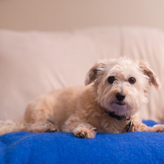 photo of cute small dog posing on blue blanket on sofa